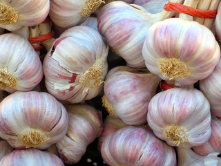 Garlic 1