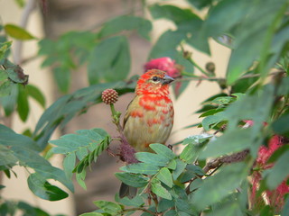 Oiseau de l'île Maurice