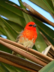 Cardinal sur l'île Maurice