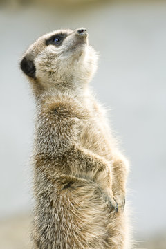 suricate