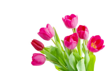 Bouquet of tulips isolated on white