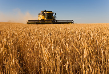 harvester working in a wheat field,(focus on front row of wheat)