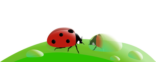 coccinelle et son reflet