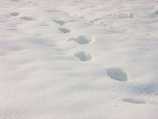 Naklejka premium Tracks on the snow