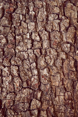 Bark background texture