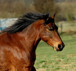 Fototapeta premium orofil