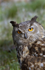European owl
