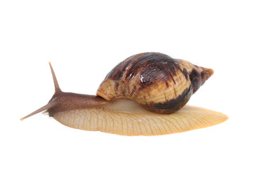 snail