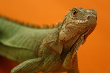 Leguan orange 5