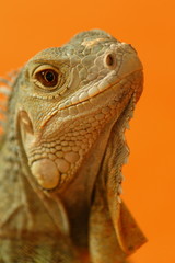 Leguan orange 4