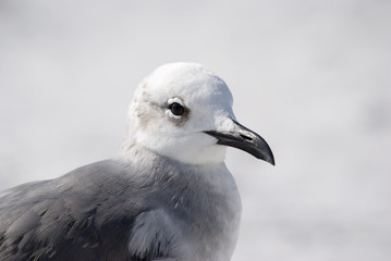 Great Black-backed Gull