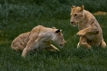 Playing Lionesses