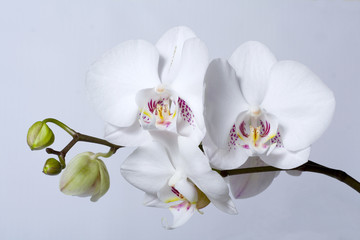  phalenopsis orchid, on grey background