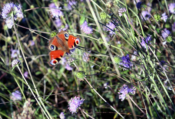 red butterfly