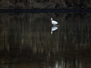 oiseau et reflet sur le marais