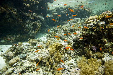 Naklejka na ściany i meble koralowców i ryb