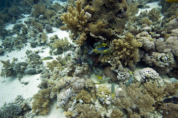 yellowsaddle goatfish (parupeneus cyclostomus)