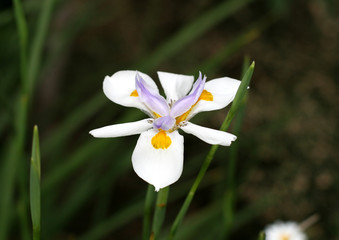 Obraz premium Orchids