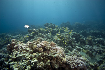 Fototapeta na wymiar żółtopłetwy (Mulloidichthys vanicolensis)