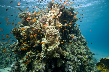 Fototapeta na wymiar coralhead
