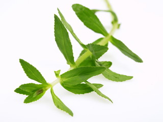 Obraz premium bambussprösslinge