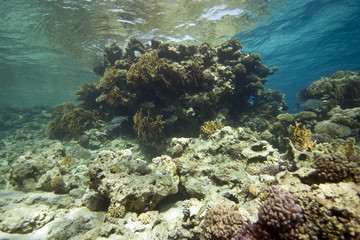 coral at Tiran