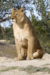 Fototapeta na wymiar lwica