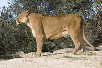 Obraz premium lionne