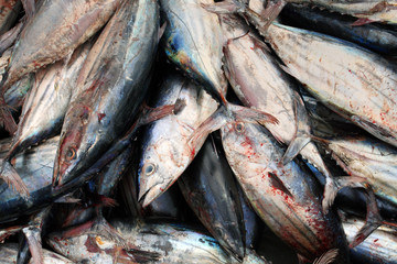 Tunny at the harbour