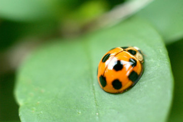 Ladybird