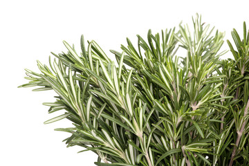 Fresh rosemary