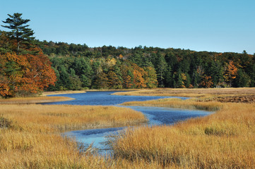 Autumn shot of marshy wetlands