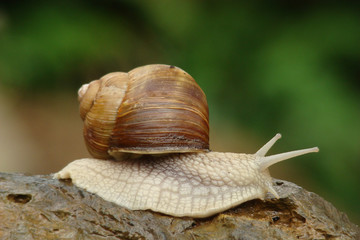 Escargot de bourgogne,Aude,Pyrénées