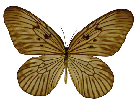 Butterfl;y