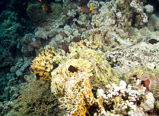 bubble annemone and anemonefish