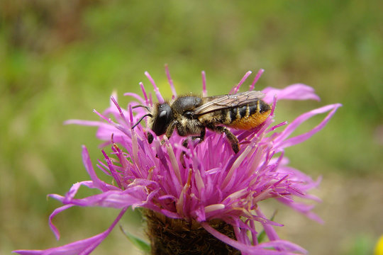 Megachile sur centaur&eacute;e,Aude,Pyr&eacute;n&eacute;es