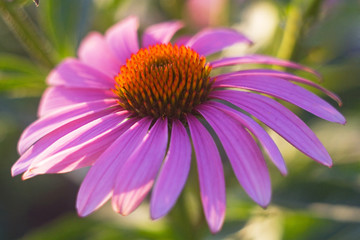 Obraz premium a photo of a beautiful flower