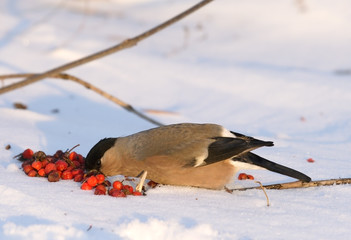 Eurasian Bullfinch ( Pyrrhula pyrrhula )