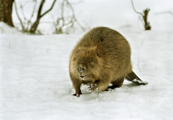 European beaver ( Castor fiber ) - obrazy, fototapety, plakaty