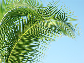 Fototapeta premium longues palmes