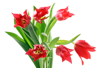 bunch of red tulips isolated on white background