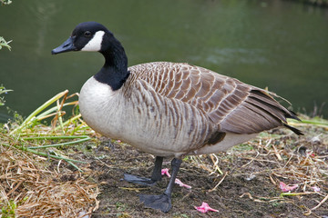 canard au bord de l'&eacute;tang