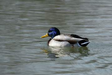 Wild duck swimming in water