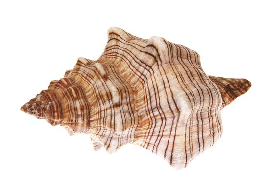 exotic sea shell isolated on white #3