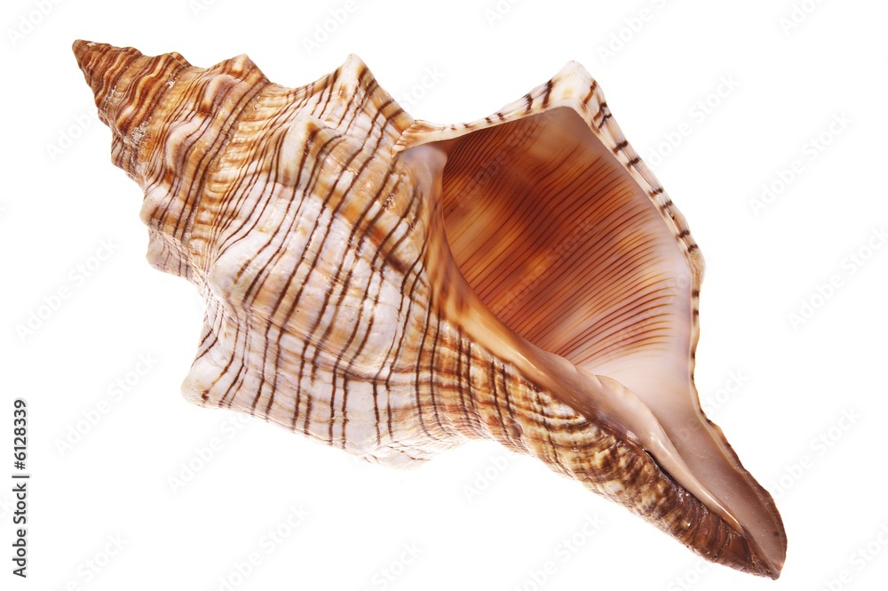 Wall mural exotic sea shell isolated on white #1