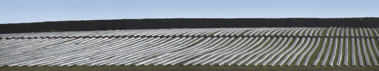 Vegetables under plastic frost sheets