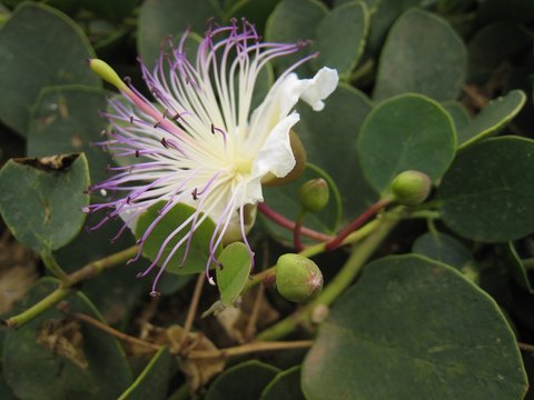 fiore cappero