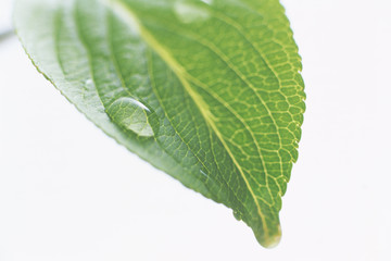 leaf