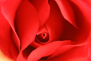 Blackout curtains Red Beautiful Flower