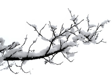 winter branches with a lot of snow